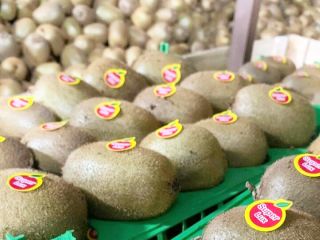 Kiwi Quality, Size, Price: We have best qualities, our