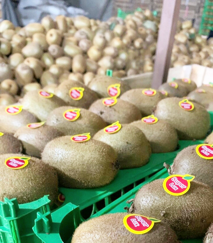 Kiwi Quality, Size, Price: We have best qualities, our kiwi come directly from kiwi gardens, with the best quality, in any size you want, and with the best
