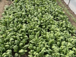 Hello I am selling spinach negotiable price to catch