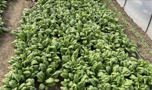 Hello I am selling spinach negotiable price to catch as much as Buy