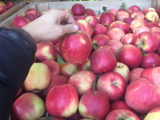 Sale of apples of different varieties