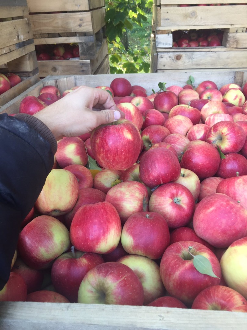 Sale of apples of different varieties