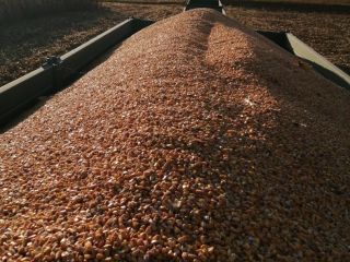 Sell cca 62 t of dried maize of the