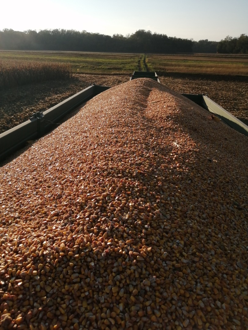 Sell cca 62 t of dried maize of the Pioneer P9903 aq variety