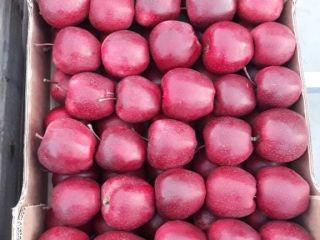 Hello, I have for sale apples of the Gala