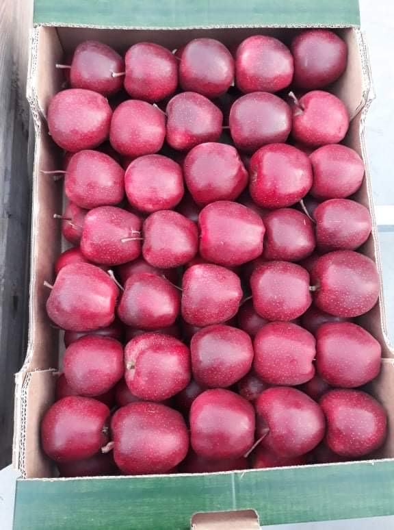 Hello, I have for sale apples of the Gala Schniga SchniCo Red variety with the Certificate of Integrated Plant Production in the amount of 20 tons