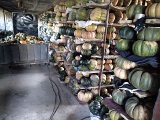 Muscat pumpkins for sale
