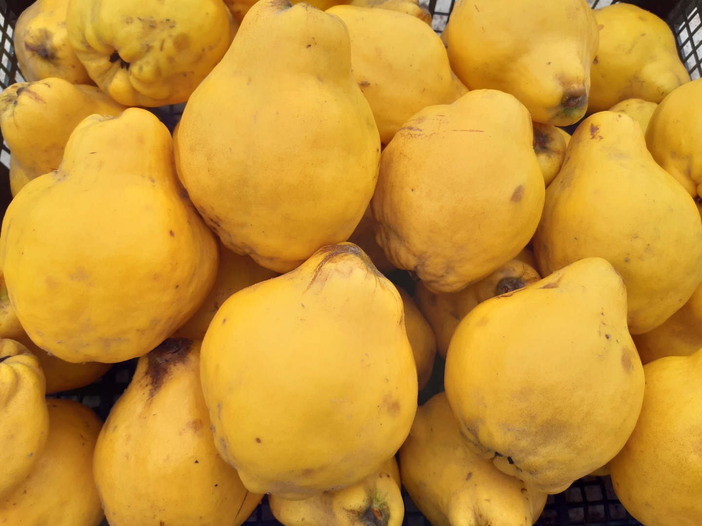 Organic quince with lemon-yellow peel, covered with a gray down