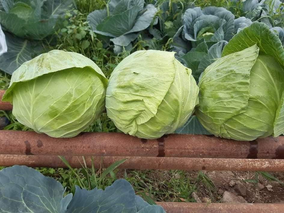 Homemade cabbage from the village of Dolenci, Macedonia