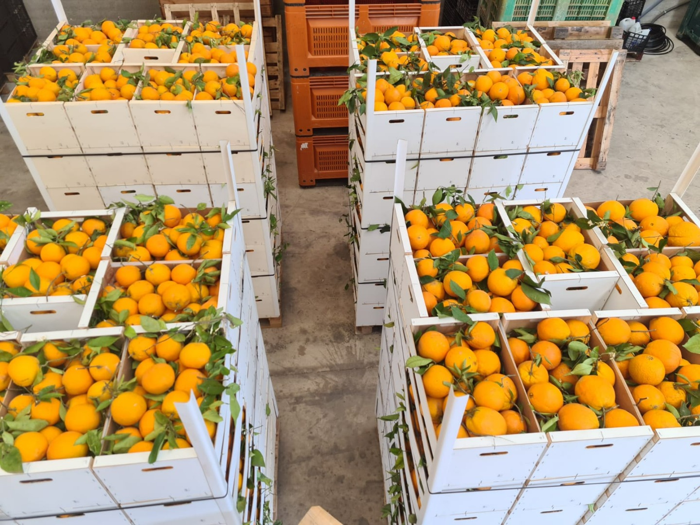 Navelina Spanish oranges for sale