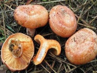 products can be sent fresh, dried and frozen. types