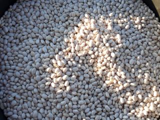 We sell beans from this year 2021 apricot apron