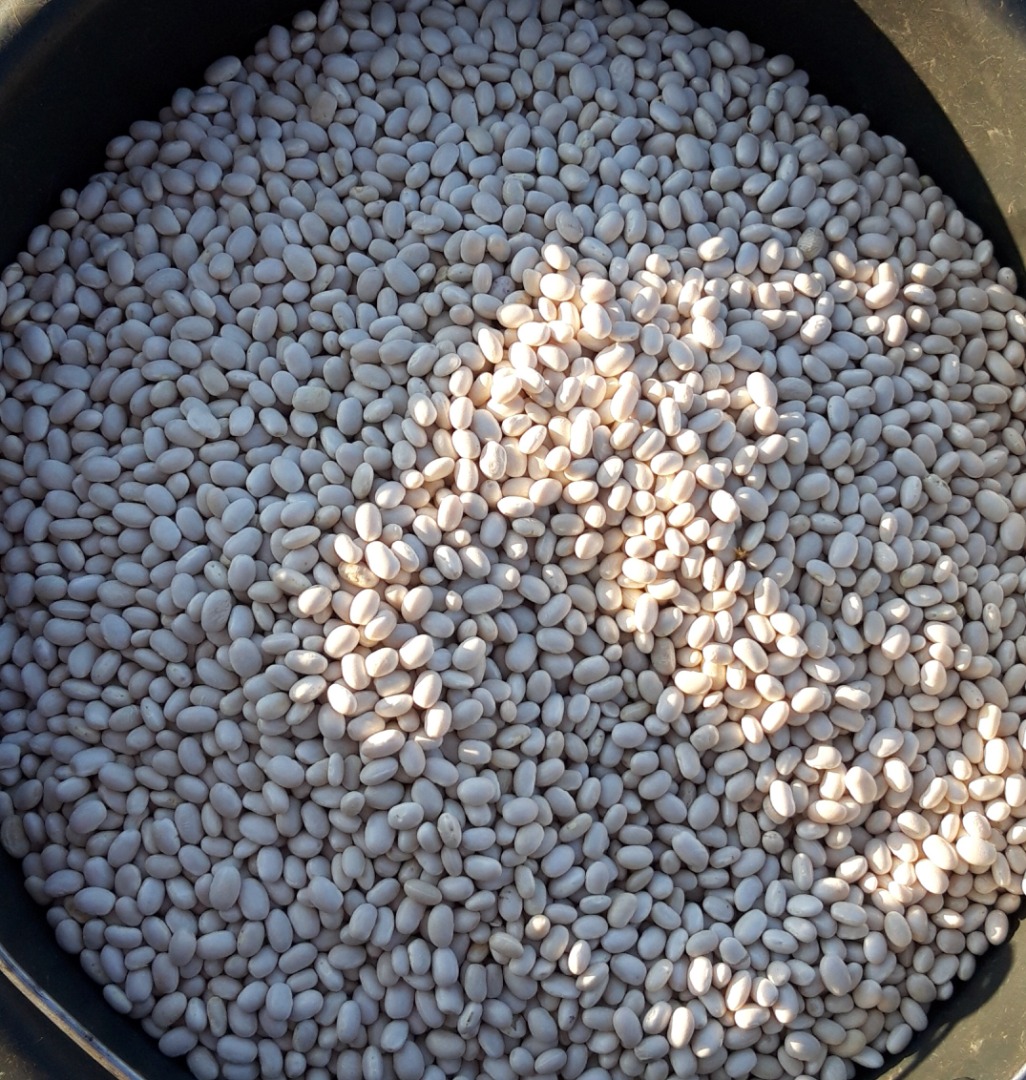 We sell beans from this year 2021 apricot apron are chosen clean