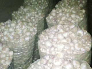 Wubinco Nig. LTD is an Agriculture company we are