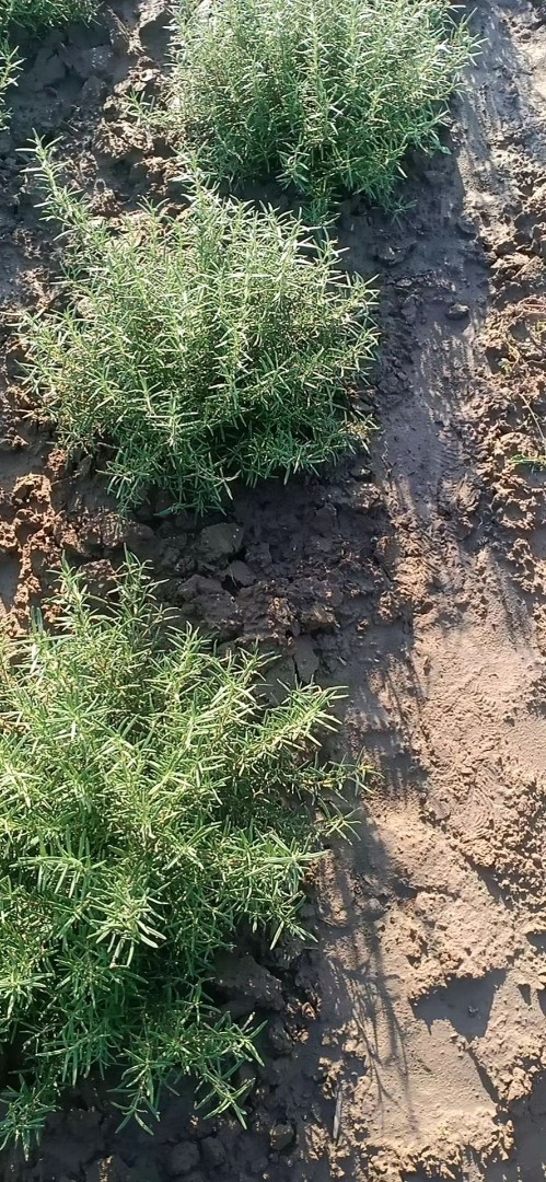 I'm a rosemary farmer, we have fresh or dried rosemary, check it out