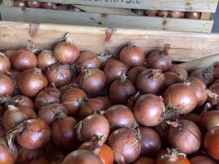 Spanish yellow onions A large Spanish producer group, TJ