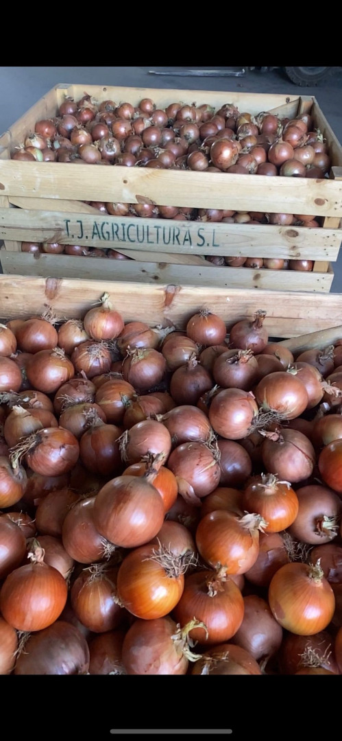 Spanish yellow onions A large Spanish producer group, TJ Agricultura, offers yellow onions of high quality