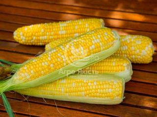for sale corn of Ukrainian origin. Minimum order: from