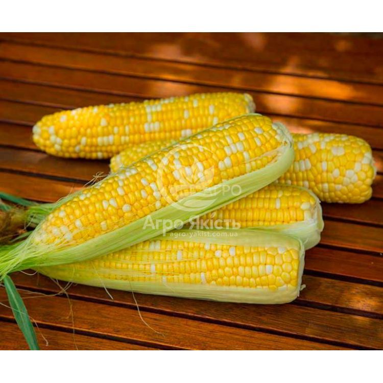 for sale corn of Ukrainian origin