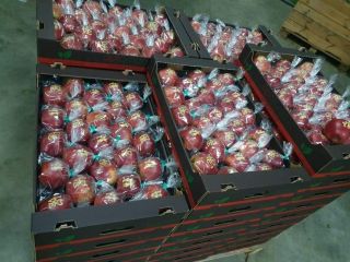 Christmas apples! I will sell laser-engraved occasional apples with