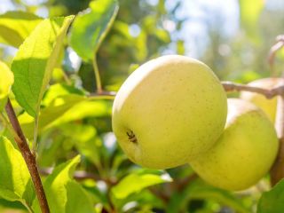 I will buy apples ROYAL GALA ECO, GOLDEN ECO,