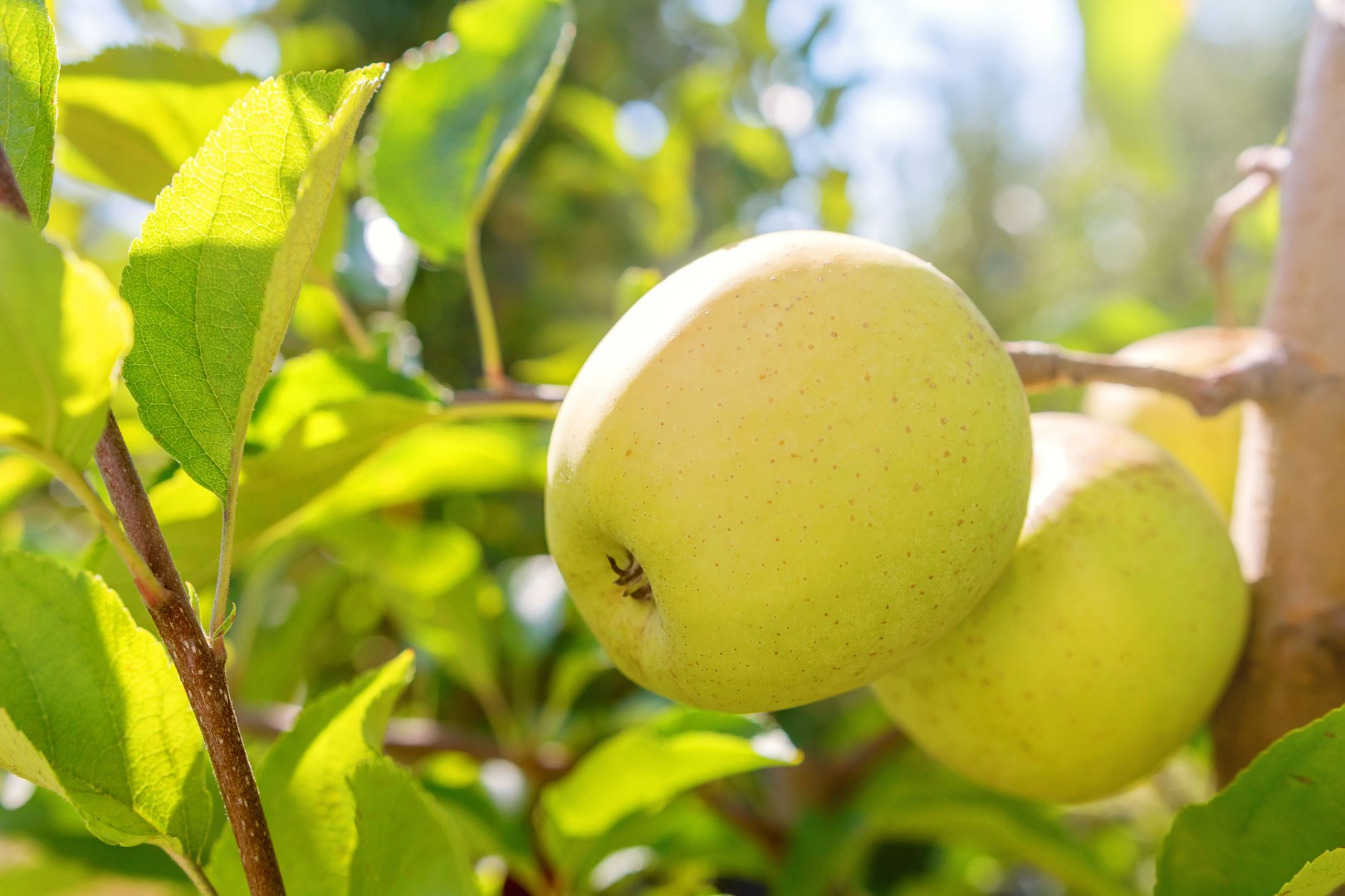 I will buy apples ROYAL GALA ECO, GOLDEN ECO, FUJI ECO