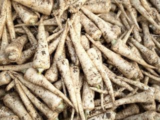 I will sell parsley, eaglo variety, nice, healthy. PLN