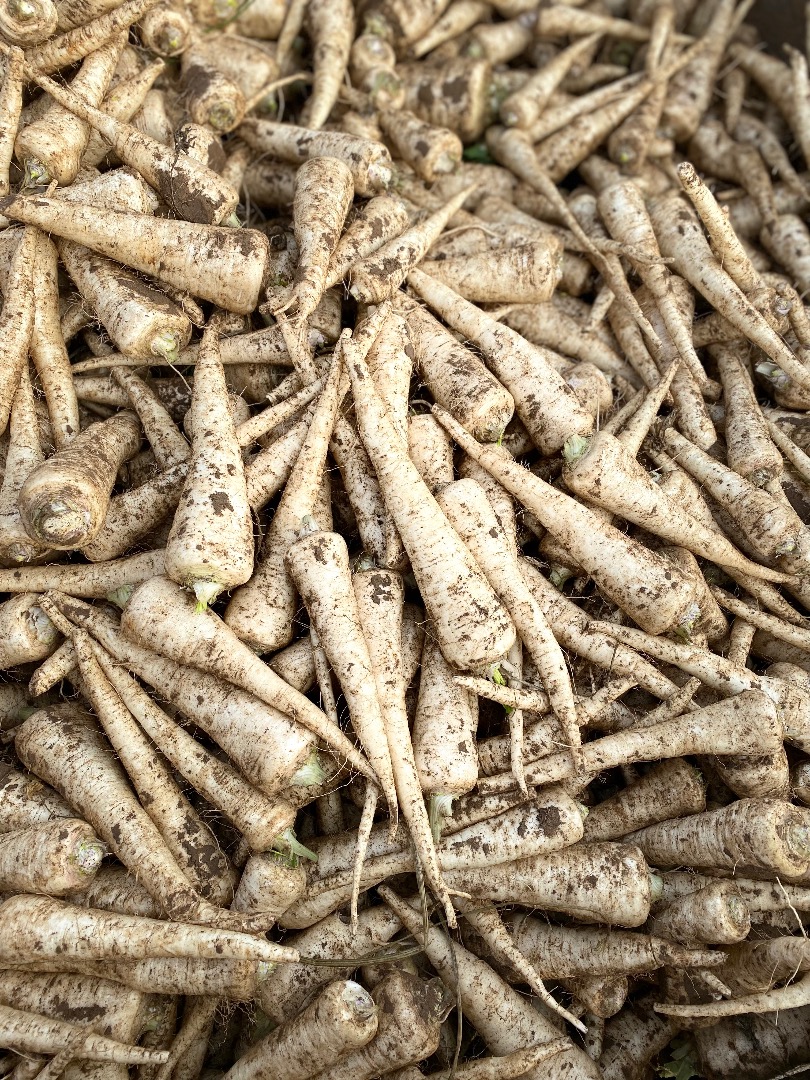 I will sell parsley, eaglo variety, nice, healthy