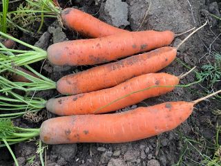 I will sell carrots, nice and healthy. PLN 0.80