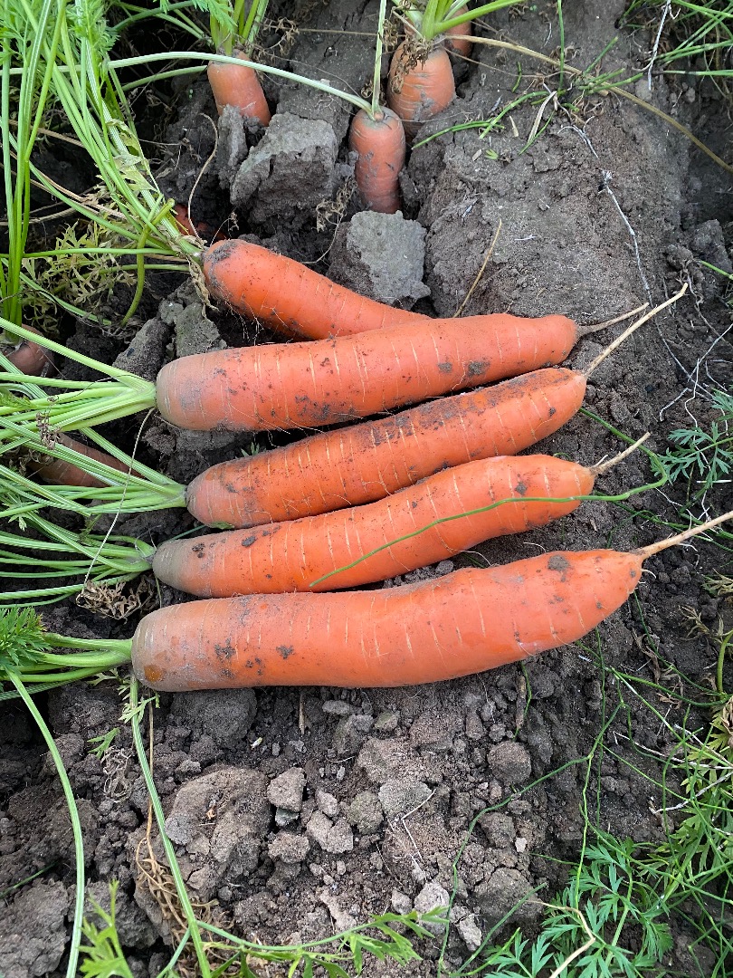 I will sell carrots, nice and healthy