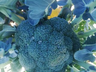 Broccoli the kg