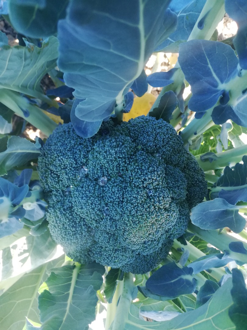 Broccoli the kg
