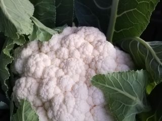Cauliflower, fresh, white, compact. 2-2.5 kg / pc