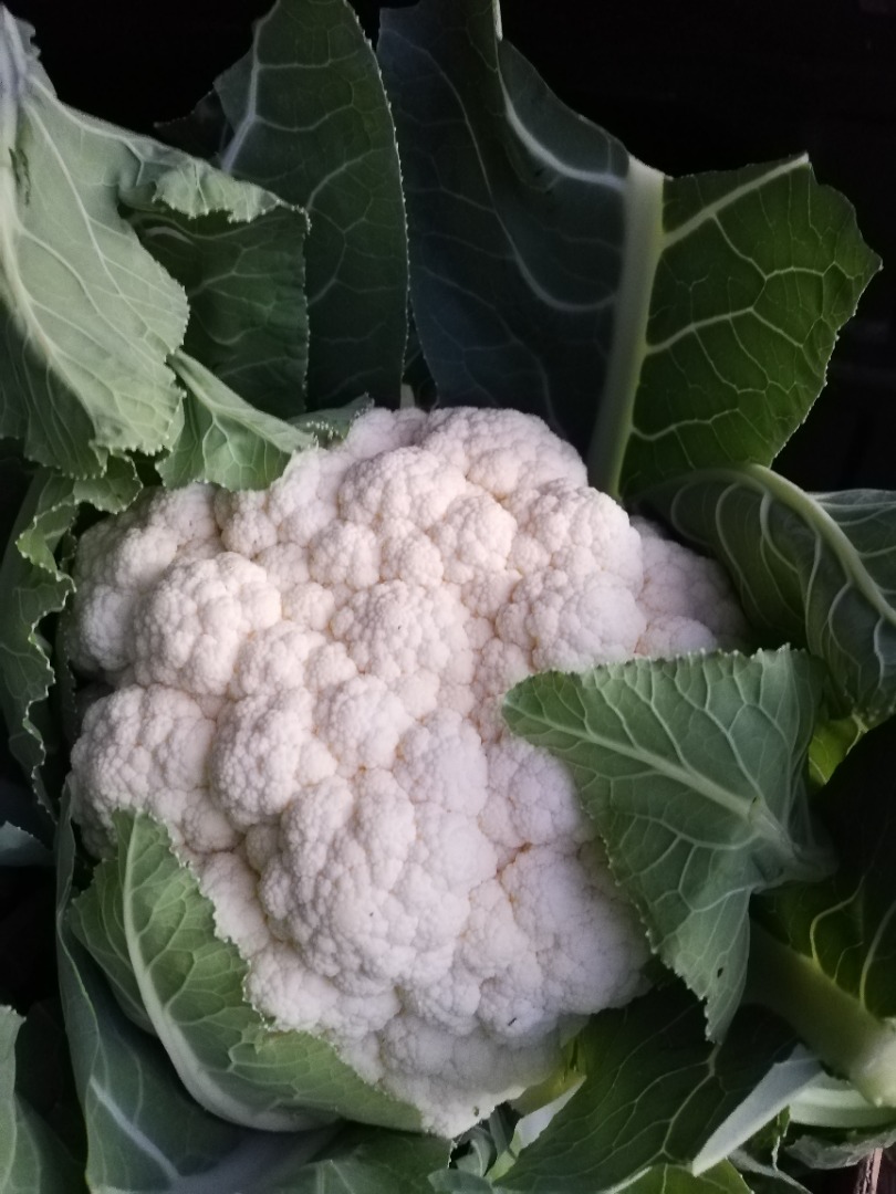 Cauliflower, fresh, white, compact