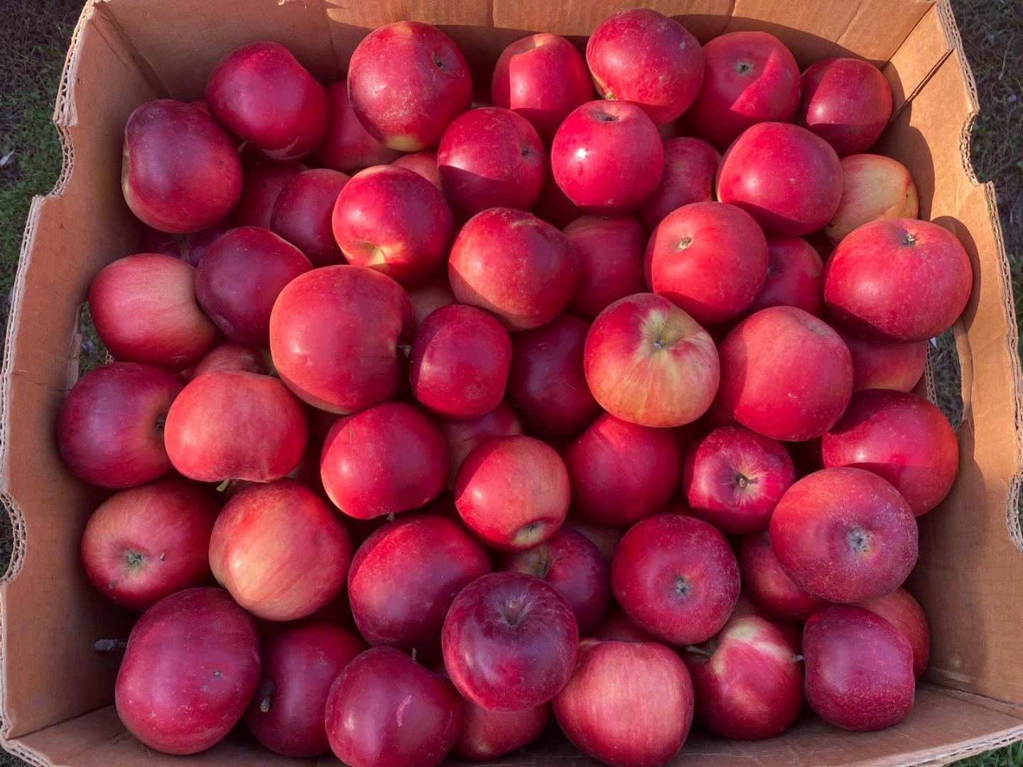 I sell different varieties of apples from my own orchard, the orchard is located near Bucharest about 20 km in the municipality of Frumusani, Calarasi district
