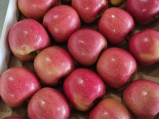 Hello, we are accepting orders for apples harvest 2021