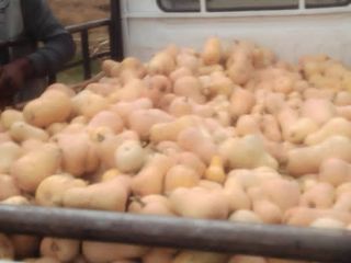 I have a many squashes