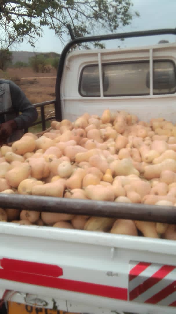I have a many squashes