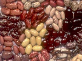Selling beans We sell beans wholesale with delivery across