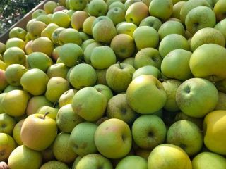 We sell fresh and juicy golden apples.