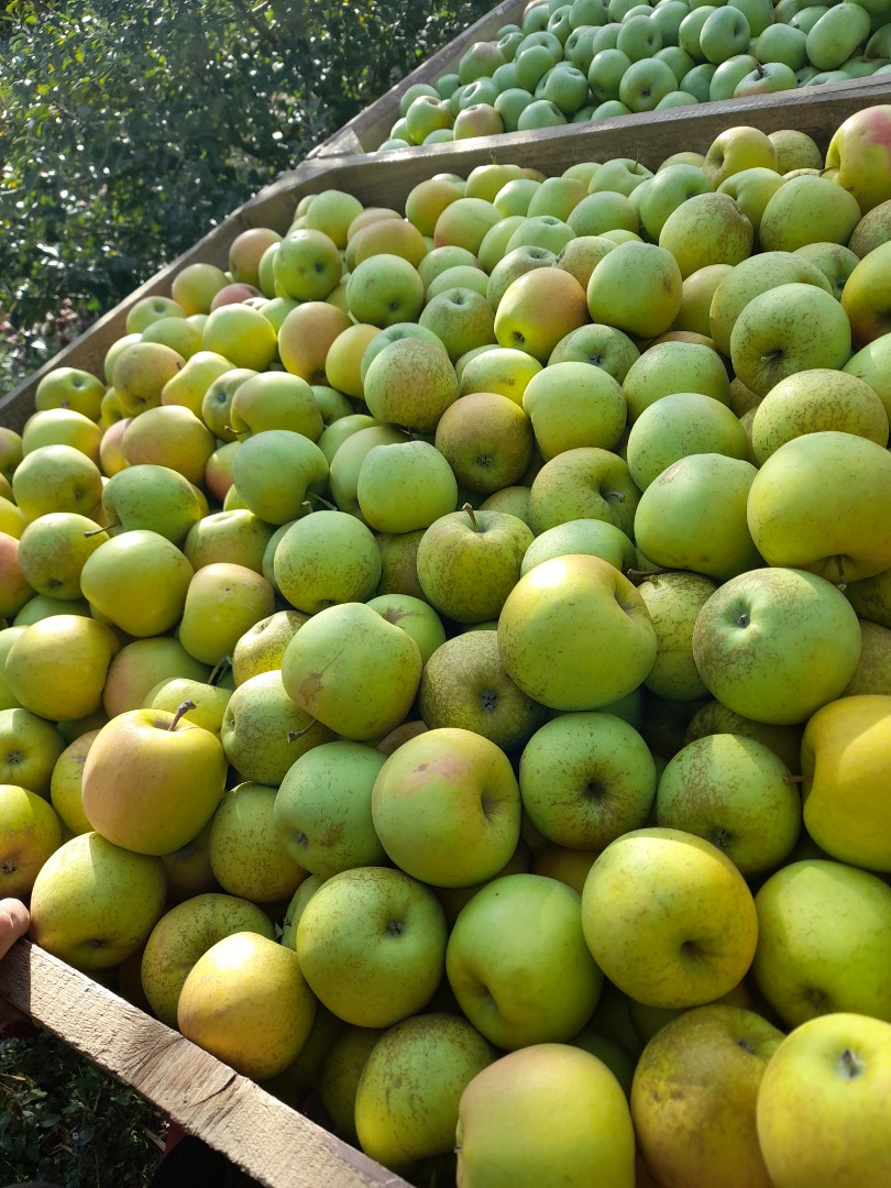 We sell fresh and juicy golden apples