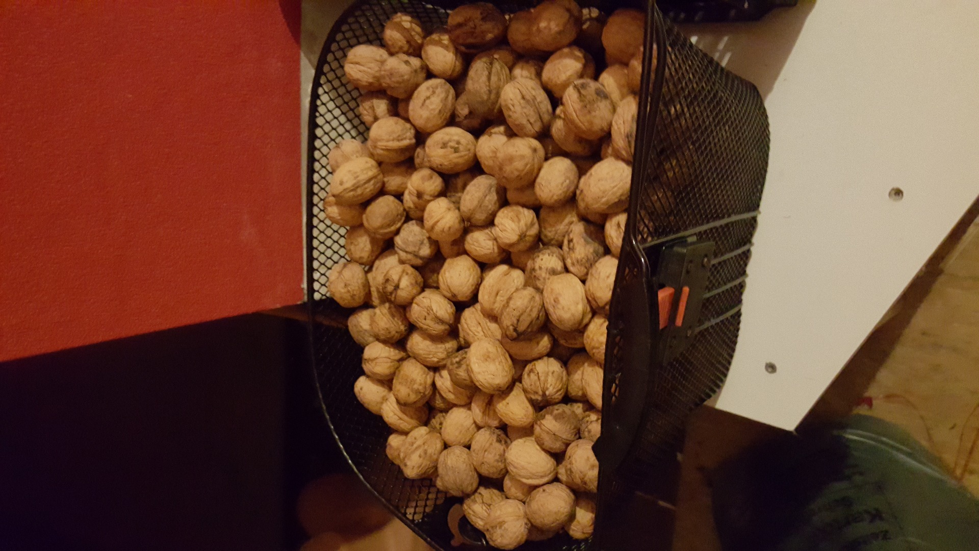 Delicious walnuts for sale