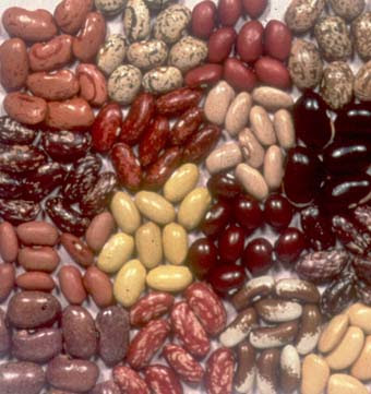Beans for sale We sell wholesale beans with delivery in Russia, Asia, Europe, Georgia