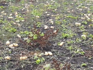 Selling pumpkin pie production 2021 variety waltham butternut for
