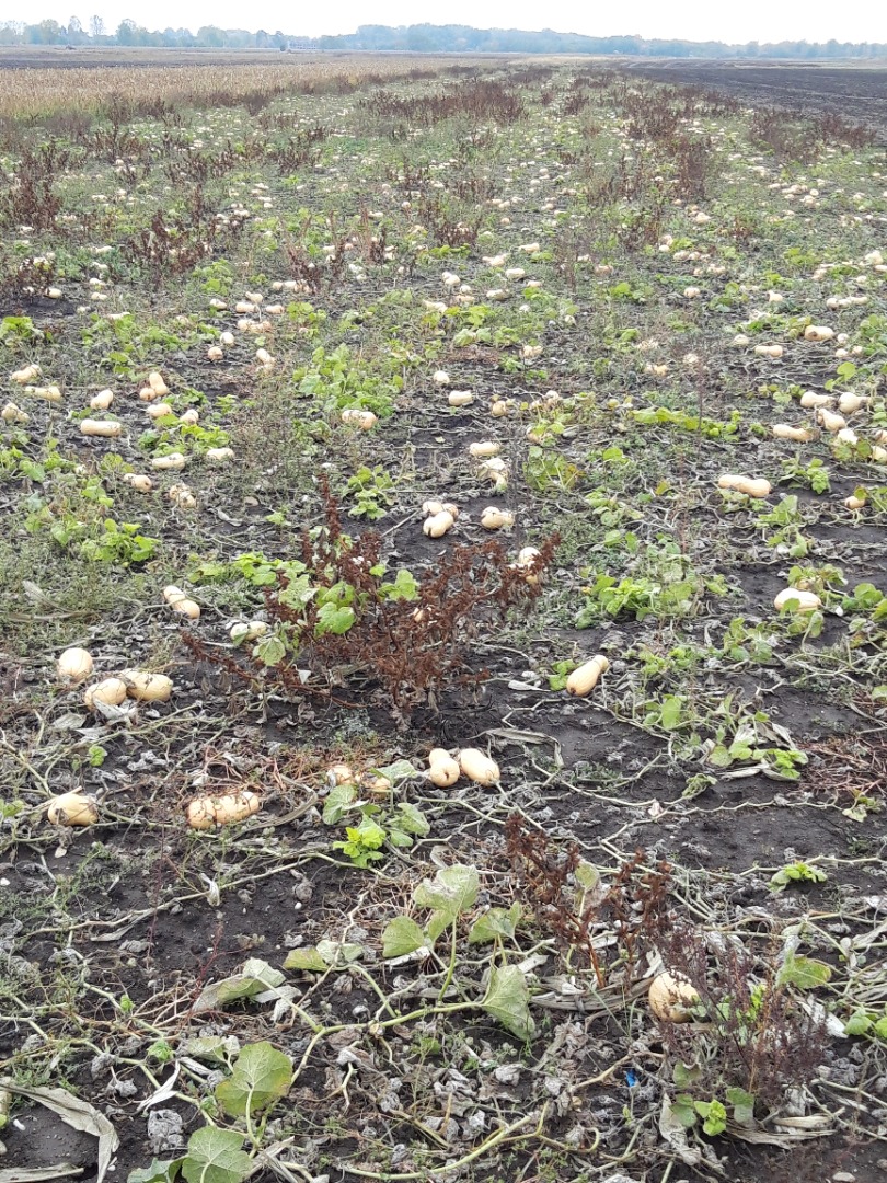 Selling pumpkin pie production 2021 variety waltham butternut for animals or consumption requires sorting