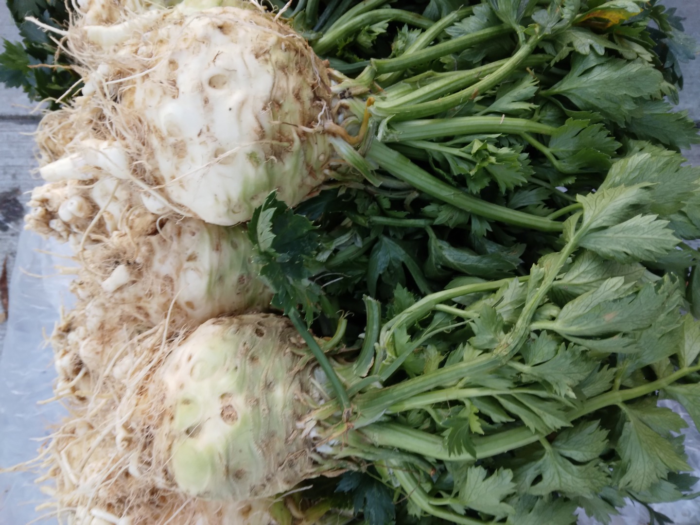 I am selling short-leaved celery