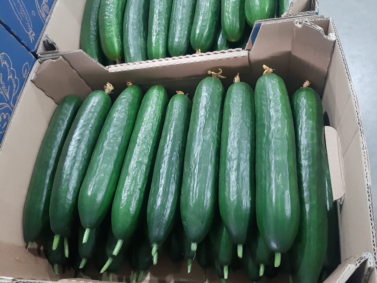 Meva cucumbers