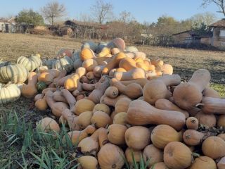 I am selling! White pumpkin and violin