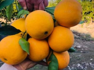 Washington oranges for sale (made in Turkey). Quality Certificate