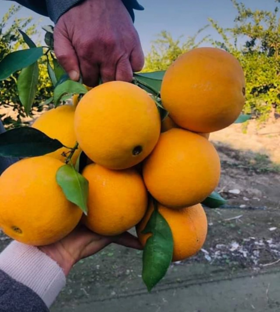 Washington oranges for sale (made in Turkey)